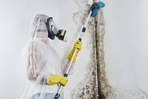 Mold Testing and Removal in Columbia Heights, MN