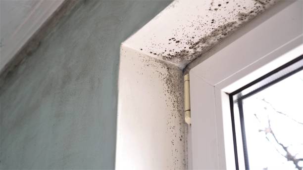 Reliable Columbia Heights, MN Mold Removal Solutions