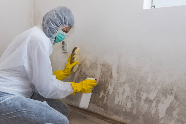 Best Black Mold Removal  in Columbia Heights, MN