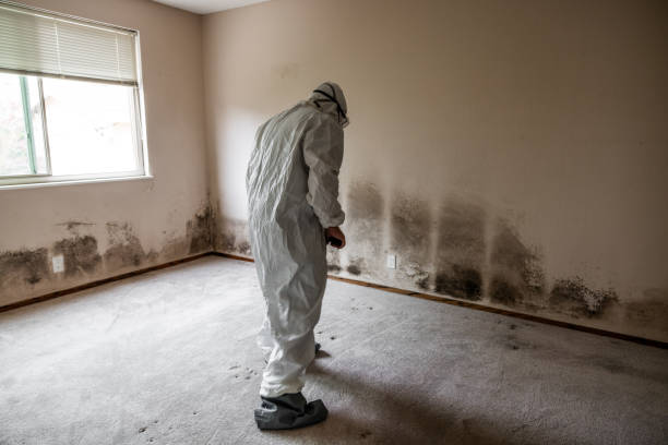 Best Attic Mold Removal  in Columbia Heights, MN